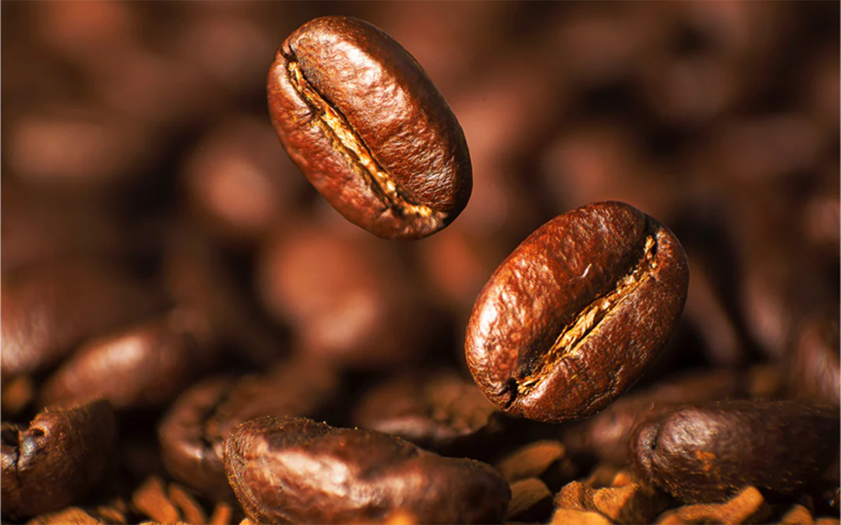 Coffee Robusta